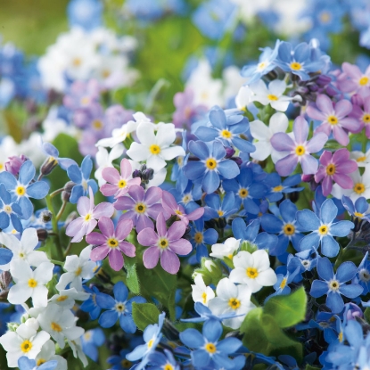 Picture of Myosotis (Forget-Me-Not) - Victoria Mixed